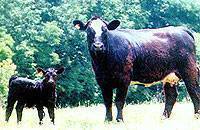 Crown Royal as a calf with dam, Sheeza Lady 29F