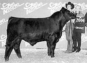 San Antonio '04 Champion Bull - Sired by Thunderstruck