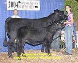 Heifer by Crown Royal