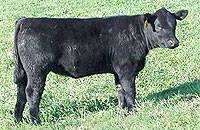 Sired by Crown Royal