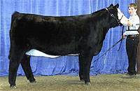 Sired by Thunderstruck