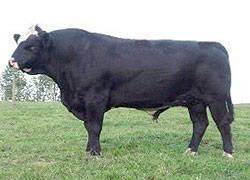 B&J Thunderstruck 21E
